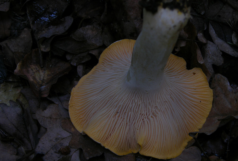 Tempo di gambi...(3)...(quiz)...difficile